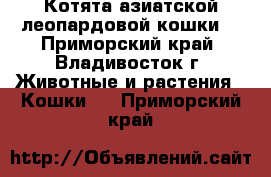 Котята азиатской леопардовой кошки. - Приморский край, Владивосток г. Животные и растения » Кошки   . Приморский край